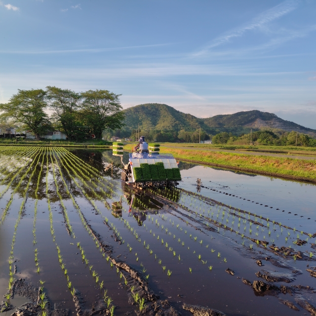 🌾日本のお米🌾事情　実はこうなっている！？